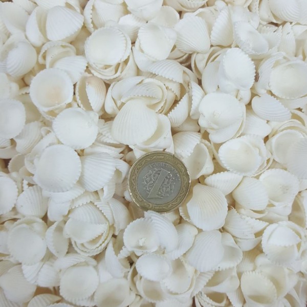 Clam Rose Cochles- Küçük Deniz Kabuğu (250 GR)