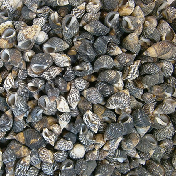 Nassarius Gaudiosus Kiloluk Deniz Kabuğu (250 GR)