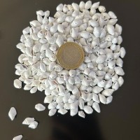Nassa Shell Yerli Boyanmiş Kiloluk Deniz Kabuğu (1 KG