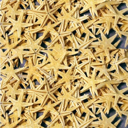 Naturel Deniz Yıldızı Minik Boy 0.5 -2 CM (10 Adet)  Natural