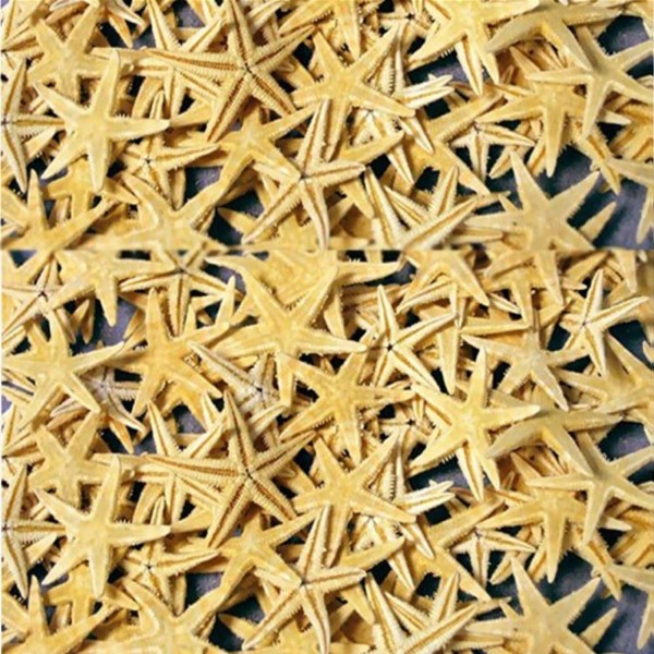 Tahtakale Toptancı Naturel Deniz Yıldızı Minik Boy 0.5 -2 CM (10 Adet)  Natural
