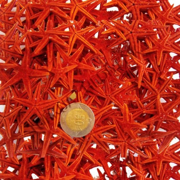 Tahtakale Toptancı Naturel Deniz Yıldızı Minik Boy 0.5 Cm -1.5 Cm (100 Adet)  Kırmızı