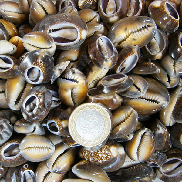 Tahtakale Toptancı Cyprea Caputserpentis Kiloluk Deniz Kabuğu - Kesik (1 KG) Tahtakale Toptancı Cyprea Caputserpentis Kiloluk Deniz Kabuğu - Kesik (1 KG)