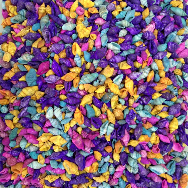 Tahtakale Toptancı Nassa Shell-Karışık Renkli Kiloluk Deniz Kabuğu (1 KG)