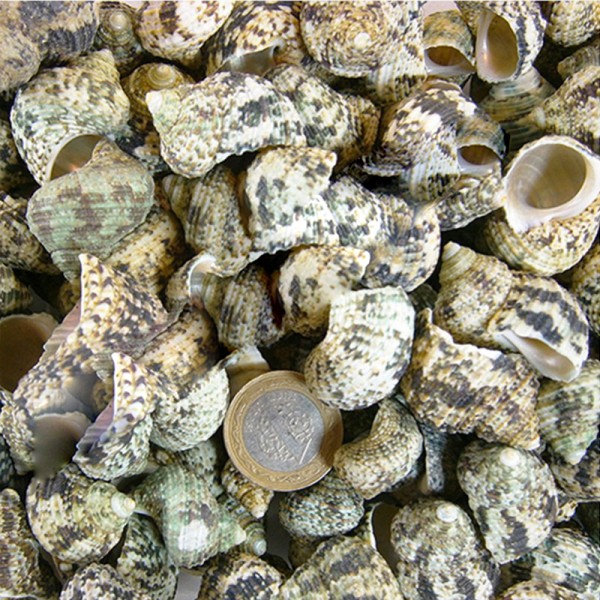 Tahtakale Toptancı Bruneus Kiloluk Deniz Kabuğu (1 KG)