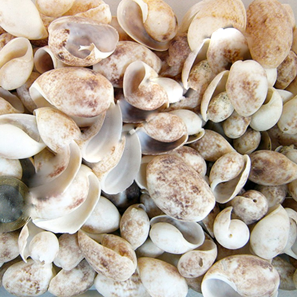 Tahtakale Toptancı Bulla Ampula Kiloluk Deniz Kabuğu (1 KG)