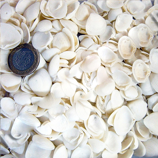 Tahtakale Toptancı Cay Cay Kiloluk Deniz Kabuğu (1 KG)