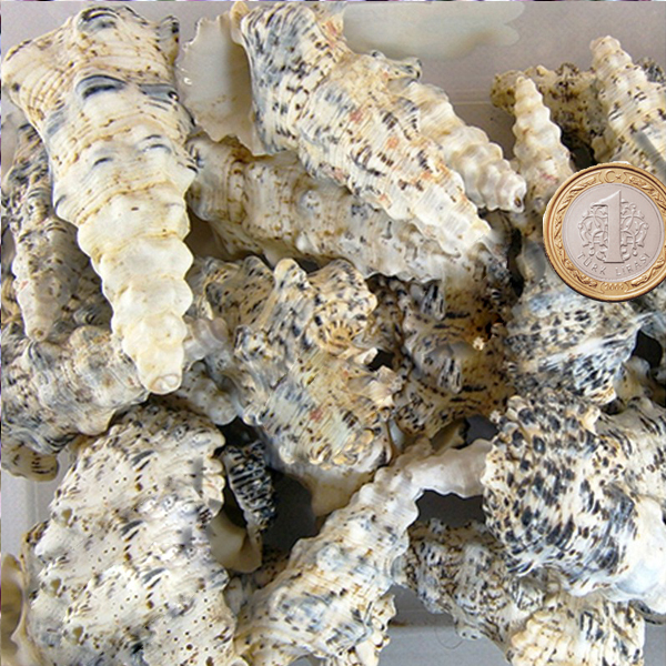 Tahtakale Toptancı Cerıthıum Nodulosum Kiloluk Deniz Kabuğu (1 KG) Tahtakale Toptancı Cerıthıum Nodulosum Kiloluk Deniz Kabuğu (1 KG)