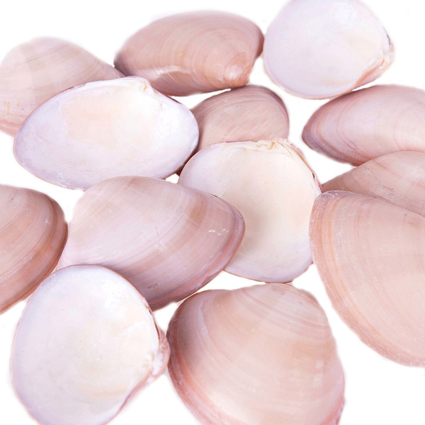 Tahtakale Toptancı Chocolate Clams Kiloluk Deniz Kabuğu (1 KG)