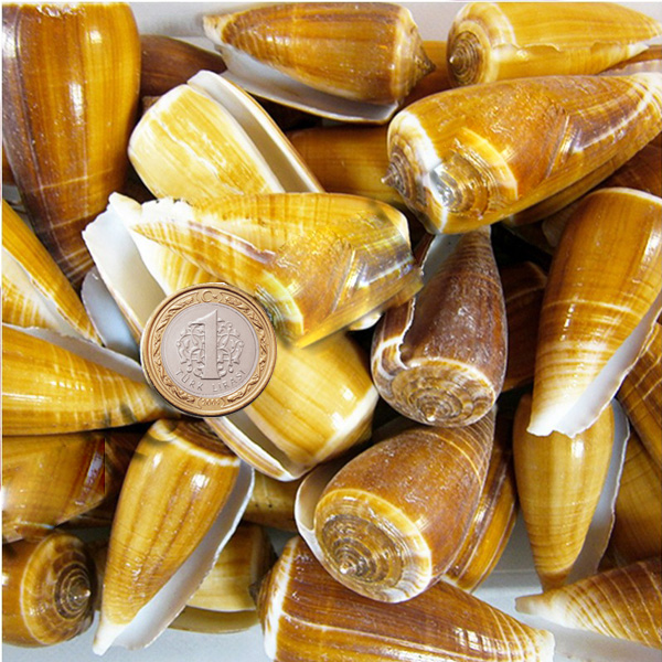 Tahtakale Toptancı Conus Magus Kiloluk Deniz Kabuğu (1 KG)