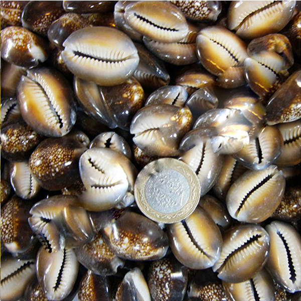 Tahtakale Toptancı Cyprea Caputserpentis Kiloluk Deniz Kabuğu (1 KG)