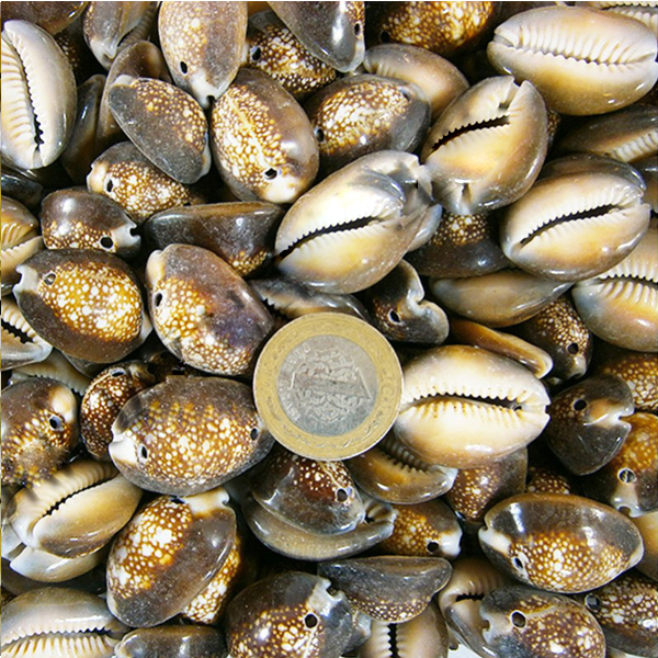 Tahtakale Toptancı Cyprea Caputserpentıs Kiloluk Deniz Kabuğu - İki Delikli (1 KG)
