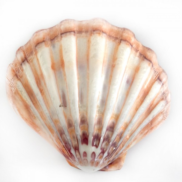 Tahtakale Toptancı Lyropecten Polıshed 6 İNÇ Unpaır Turuncu