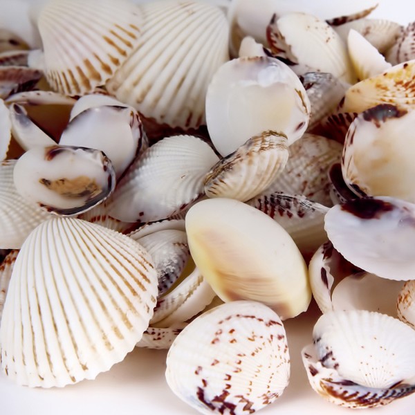 Tahtakale Toptancı Tiger Clam Kiloluk Deniz Kabuğu (1 KG) Tahtakale Toptancı Tiger Clam Kiloluk Deniz Kabuğu (1 KG)