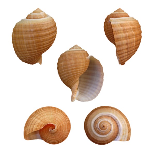 Tahtakale Toptancı Tonna Cepa 9-10 CM Tahtakale Toptancı Tonna Cepa 9-10 CM
