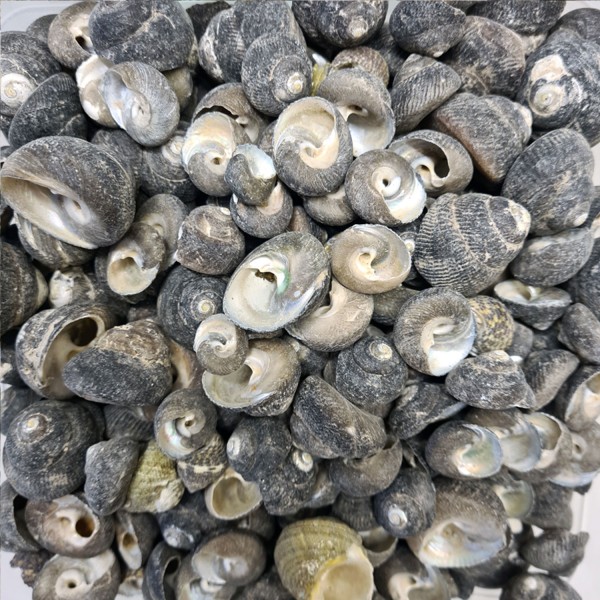 Tahtakale Toptancı Moonshell Umbinium Kiloluk Deniz Kabuğu (1 KG)