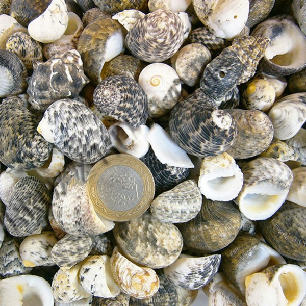 Tahtakale Toptancı Sea Nerita Kiloluk Deniz Kabuğu (1 KG)
