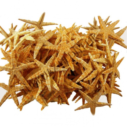 Deniz Yıldızı Natural 3 Cm - 4.5 Cm (100 Adet)