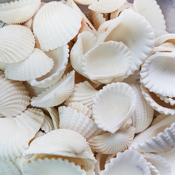 Tahtakale Toptancı Anadara Granosa Kiloluk Deniz Kabuğu (1 KG)