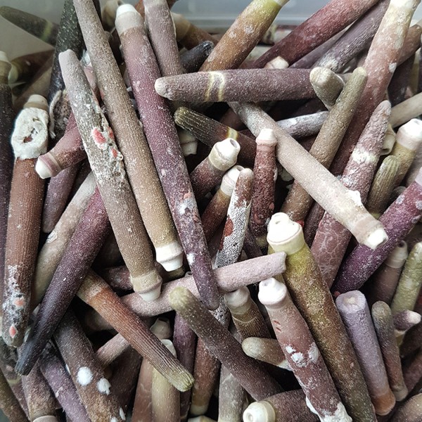 Tahtakale Toptancı Kiloluk Deniz Kabuğu Kestane Dikeni (1 KG)