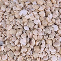 Tahtakale Toptancı Umbinium Beyaz Kiloluk Deniz Kabuğu (1 KG)