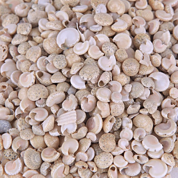 Tahtakale Toptancı Umbinium Beyaz Kiloluk Deniz Kabuğu (1 KG)