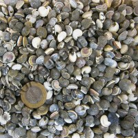 Tahtakale Toptancı Umbinium Kiloluk Deniz Kabuğu (1 KG) Tahtakale Toptancı Umbinium Kiloluk Deniz Kabuğu (1 KG)
