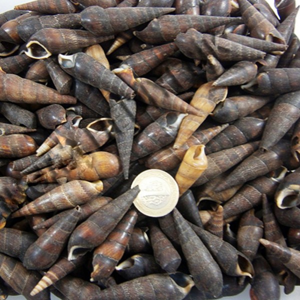 Tahtakale Toptancı Black Terebra Kiloluk Deniz Kabuğu (1 KG)