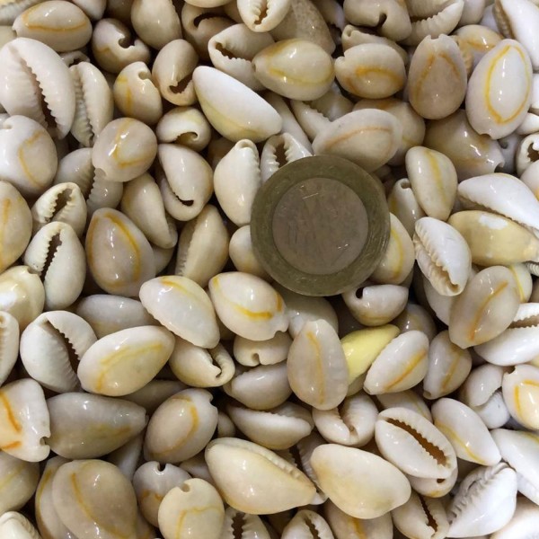 Tahtakale Toptancı Cyprea Annulus -Kavrulmuş Kiloluk Deniz Kabuğu (1 KG)