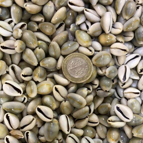 Tahtakale Toptancı Cyprea Annulus Kiloluk Deniz Kabuğu (1 KG) Tahtakale Toptancı Cyprea Annulus Kiloluk Deniz Kabuğu (1 KG)