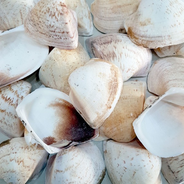 Tahtakale Toptancı Giant Shells Brown Kiloluk Deniz Kabuğu (1 KG)