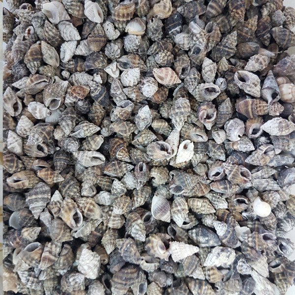 Tahtakale Toptancı Nassa Vibex Kiloluk Deniz Kabuğu (1 KG)