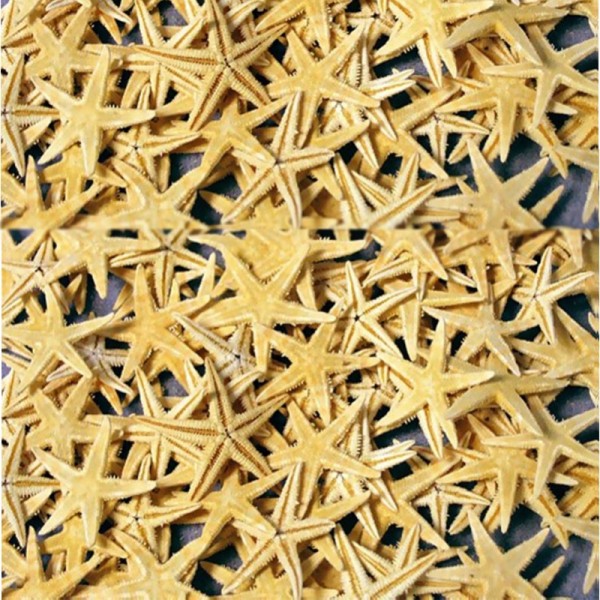 Tahtakale Toptancı Naturel Deniz Yıldızı Minik Boy  1.5 Cm -3 Cm (100 Adet)  Natural