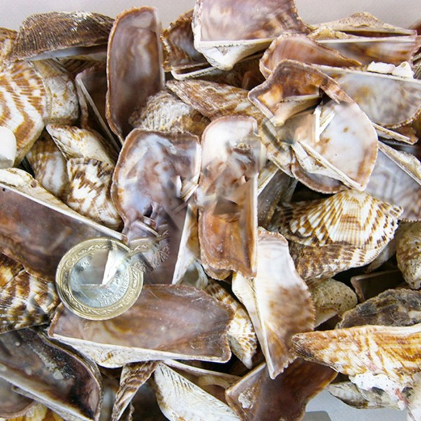 Tahtakale Toptancı Orca Orca Kiloluk Deniz Kabuğu (1 KG)