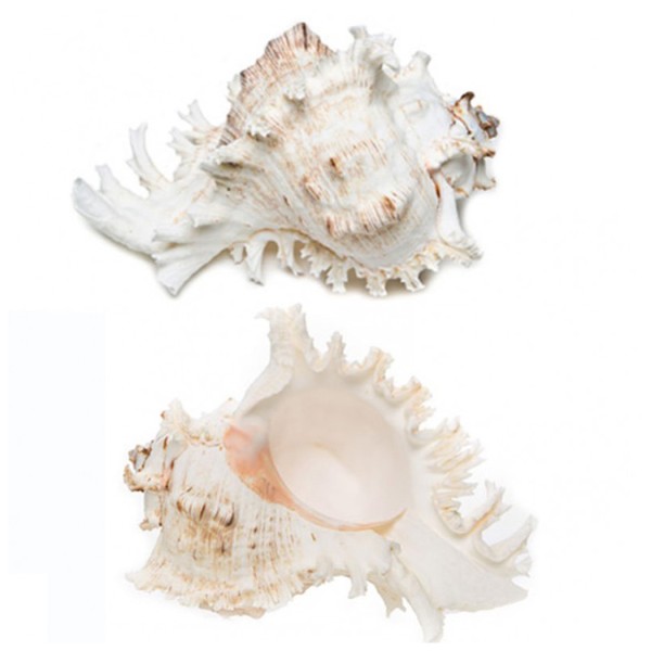 Tahtakale Toptancı Özel Deniz Kabuğu Murex Ramasus 9 CM - 10 CM Tahtakale Toptancı Özel Deniz Kabuğu Murex Ramasus 9 CM - 10 CM