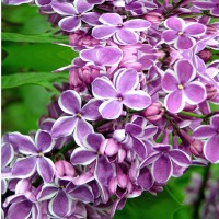 Tahtakale Toptancı Sabun Esansı Leylak Kokulu 15 Cc