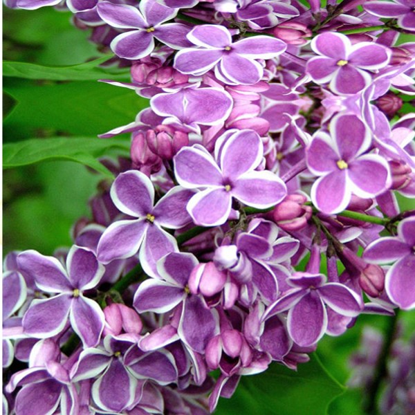 Tahtakale Toptancı Sabun Esansı Leylak Kokulu 15 Cc