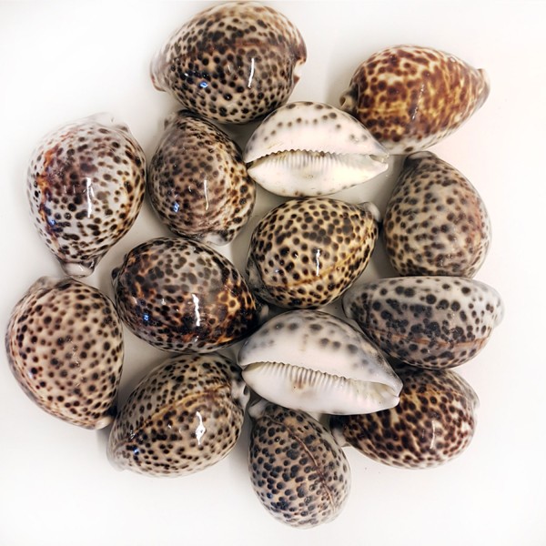 Tahtakale Toptancı Tiger Cowrie Kiloluk Deniz Kabuğu (1 KG)