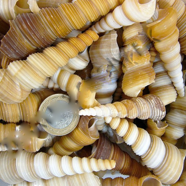 Tahtakale Toptancı Turitella Kiloluk Deniz Kabuğu (1 KG) Tahtakale Toptancı Turitella Kiloluk Deniz Kabuğu (1 KG)